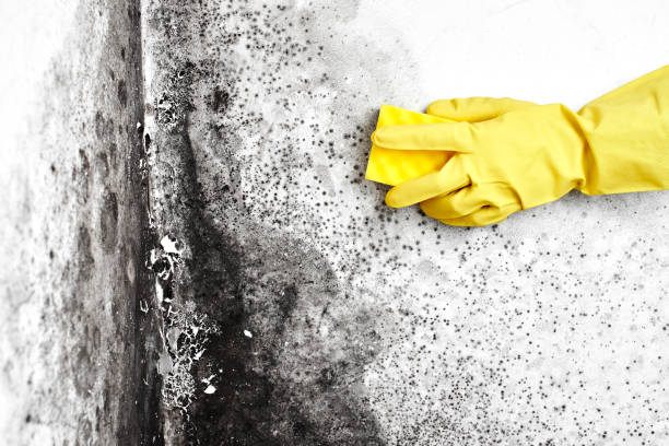 Best Commercial Mold Remediation in Lynn, MA