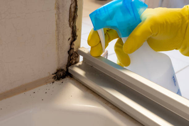 Best Mold Testing and Inspection Services in Lynn, MA